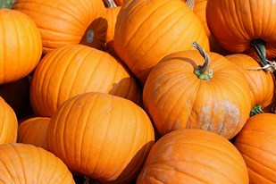 Great Pumpkin Race at OCFS Removed From Schedule